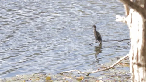 Cormorant in Australia Stock Footage 86666670