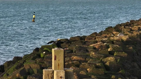 Cormorant Balanced on Pier Post Overlooking Horizon Stock Footage 323256327