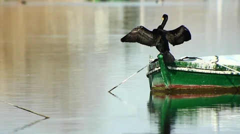 Cormorant bath drying wings in sun Vidéo 48530790