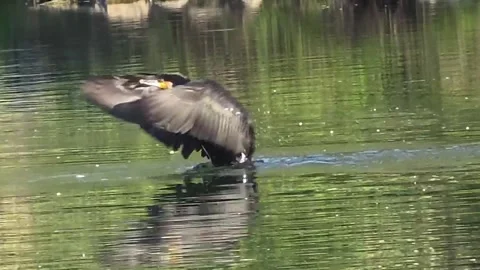 Cormorant Bathing and Spreading Its Wings on a Stream Video stock 341621309