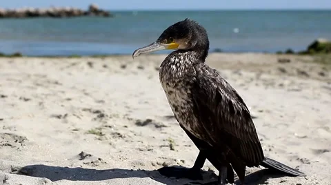 Cormorant on the beach Video stock 68563516
