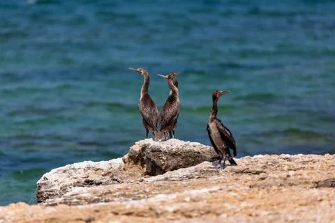 Cormorant on the beach Stock Photos