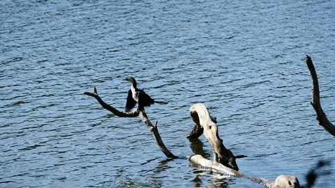 Cormorant bird drying its wings by the lake Stock Footage 93628984