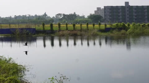 Cormorant bird flight on pond Stock Footage 291235676