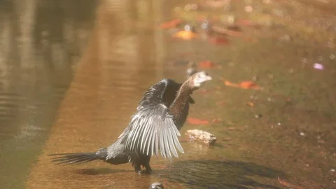 Cormorant bird Stock Footage 125122056