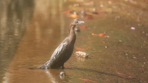 Cormorant bird Stock Footage 125122057