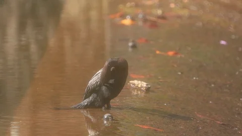 Cormorant bird Stock Footage 125350233