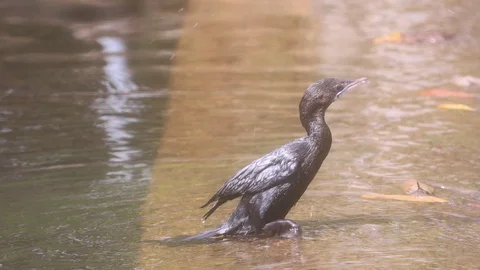 Cormorant bird Stock Footage 128640110