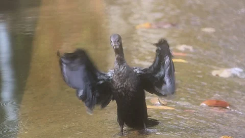 Cormorant bird Stock Footage 128640118
