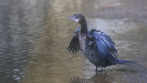 Cormorant bird Stock Footage 129665374