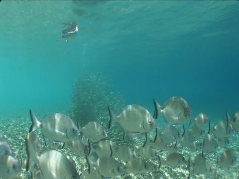 Cormorant bird hunting fish underwater chasing Stock Footage