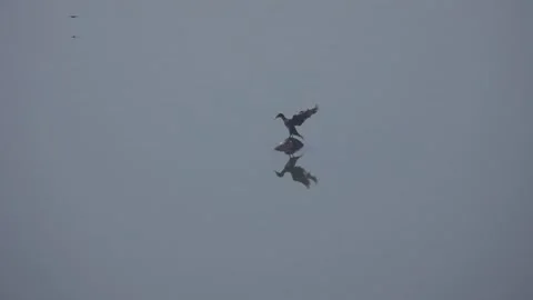 Cormorant bird, looking for fish while drying itself . Stock Footage 168162511