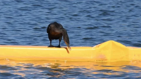 Cormorant bird perched and looking around at where he's perched Stock Footage 166317419