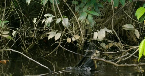 Cormorant bird perched on a surface of lake in Yasuni reserve. Stock-Footage 262230271