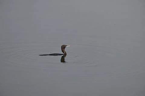 A cormorant bird Foto stock