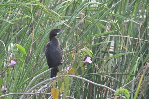 A cormorant bird Stock Photos