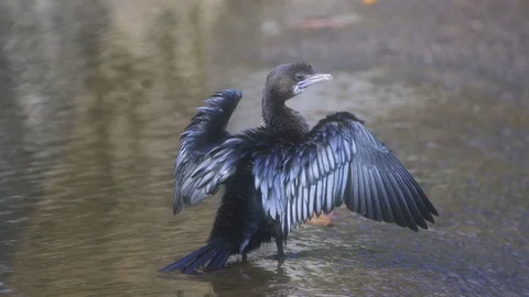 Cormorant bird preening Stock Footage 127821869