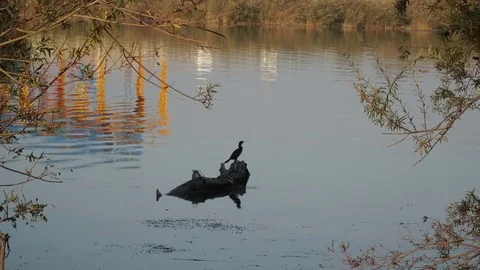 Cormorant bird sitting on a piece of wood in a river Video stock 82480341