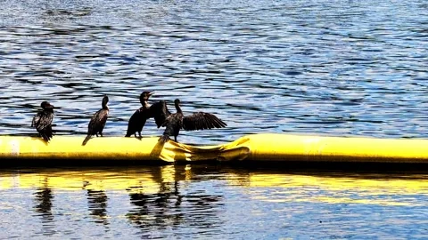Cormorant birds sunbathing and drying wings on a river Vídeo Stock 345113700