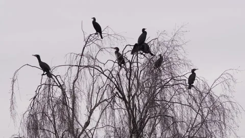 Cormorant birds in a tree Stock Footage 247773962