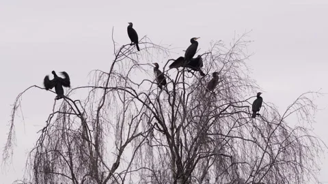 Cormorant birds in a tree Stock Footage 247774285