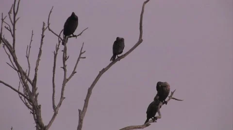 Cormorant birds in trees. Double-crested Cormorant at Morro Bay Stock Footage 41297679