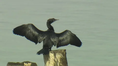 Cormorant Black Bird Stock Footage 57524146