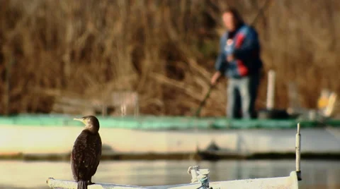 Cormorant on a boat 库存影片 47982498