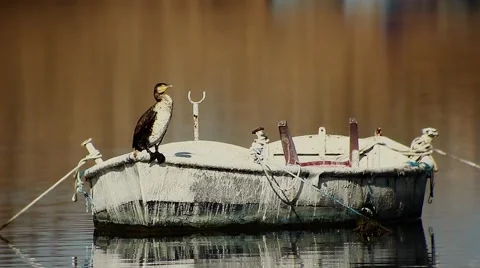 Cormorant on a boat 库存影片 48530821