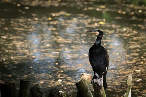 Cormorant on branches Stock Photos