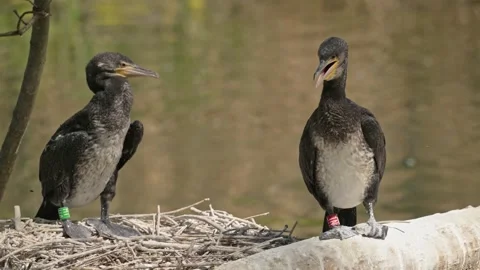 Cormorant breathing heavily to cool down 스톡 동영상 340222961