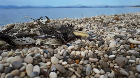 Cormorant carcass. Stock Footage 164731795