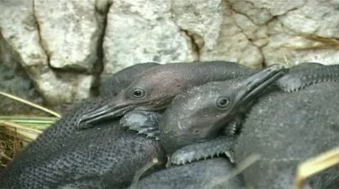 Cormorant chicks Stock Footage 8987561