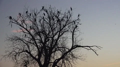 Cormorant, clear sky Stock Footage 45725741