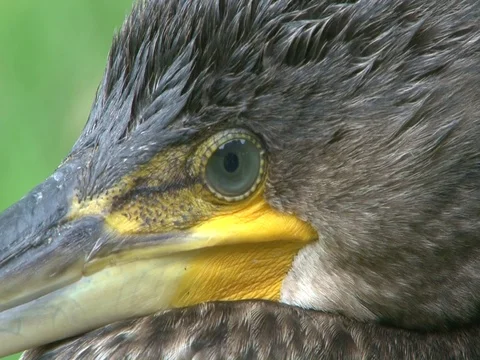 Cormorant  close up Hd Video stock 95187195