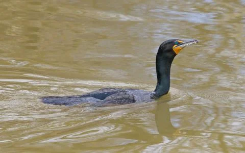 Cormorant close-up Stock Photos