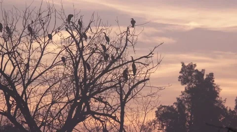 Cormorant, cloudy silhouette Stock Footage 45725783