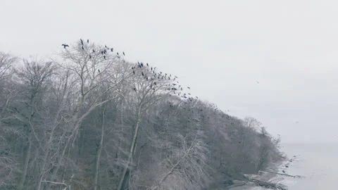 Cormorant colony Video stock 263139742