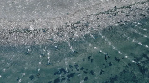 Cormorant colony Stock Footage 263139943