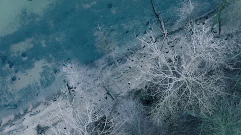 Cormorant colony Stock Footage 263140958