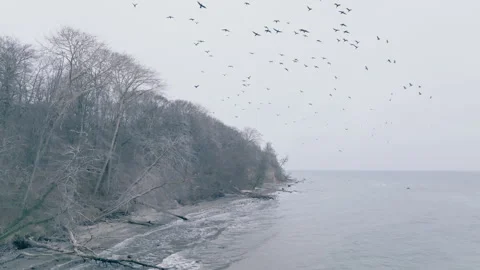 Cormorant colony Stock Footage 263141534