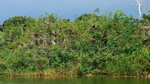 Cormorant colony nesting on lush green riverbank trees Vídeo Stock 328724921