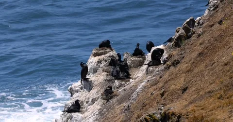 Cormorant colony nesting on a rocky ocean cliff 動画素材 339264640