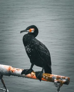 Cormorant on the deck of an old ship Stock Photos