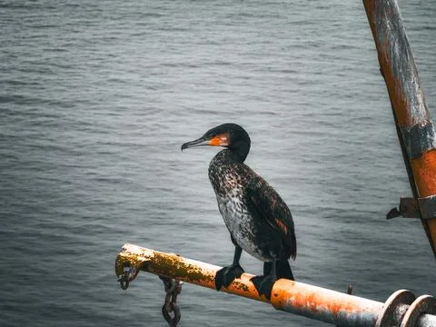 Cormorant on the deck of an old ship. Stock Photos
