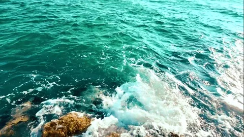 A cormorant dives for fish in the rocks Stock Footage 280249769