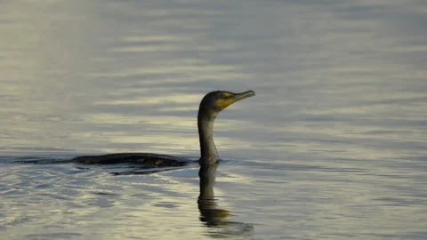 Cormorant Diving For Fish Stock Footage 183177135