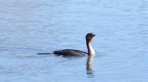 Cormorant diving Stock Footage 59143315