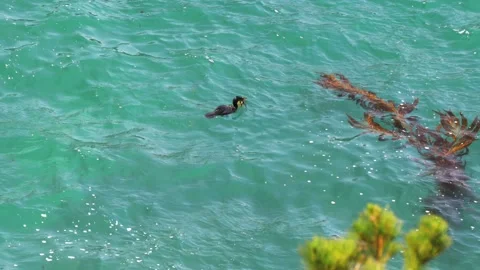 Cormorant Diving for Kelp Stock Footage