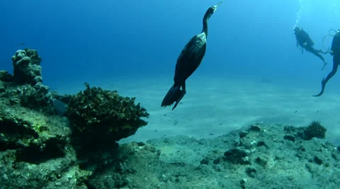 Cormorant diving for prey Stock Footage 33867097